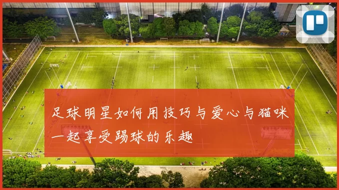 足球明星如何用技巧与爱心与猫咪一起享受踢球的乐趣